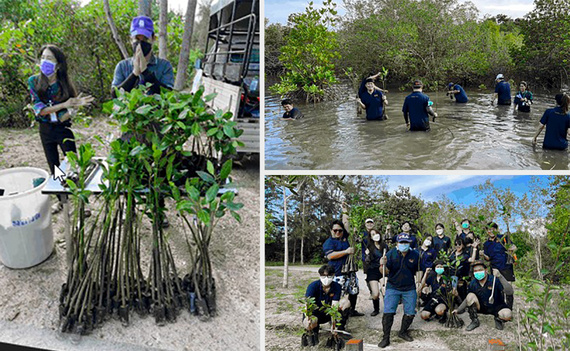 Campaña de plantación de manglares en Tailandia