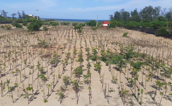 3.000 árboles plantados en Mahabalipuram, Tamil Nadu