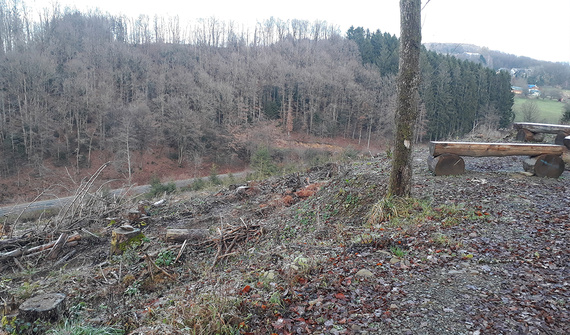 Futura zona de reforestación en el bosque municipal de Lindlar